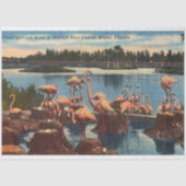 Flamingo's op Nesten in Miami Tissuepapier (Voorkant)