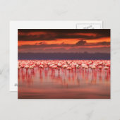 Flamingos op Sunset Briefkaart (Voorkant / Achterkant)