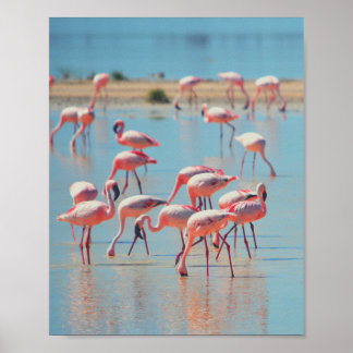Flamingos op zonsopgang poster