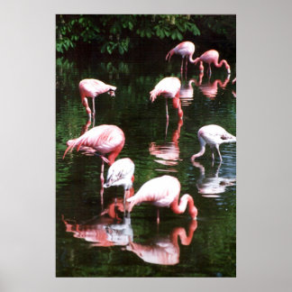 flamingo's poster