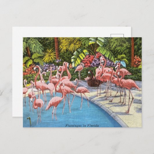 flamingo's roze retro reizen briefkaart (Voorkant / Achterkant)