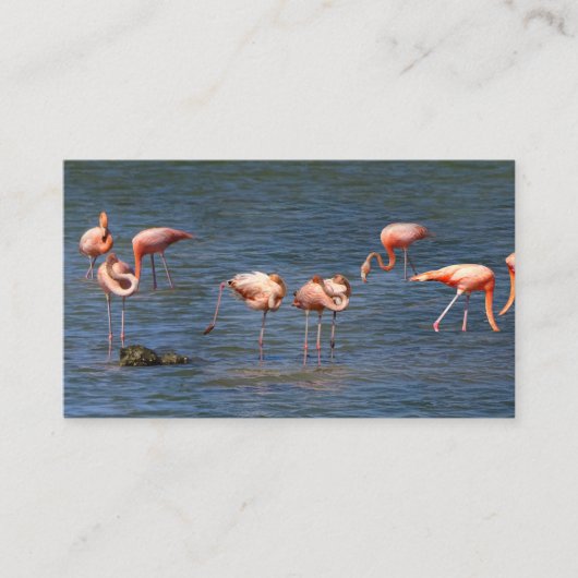 Flamingos Visitekaartje (Voorkant)