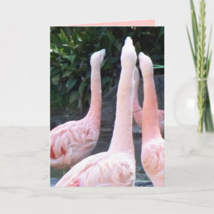Flamingo's zingen, Kaart van de verjaardag