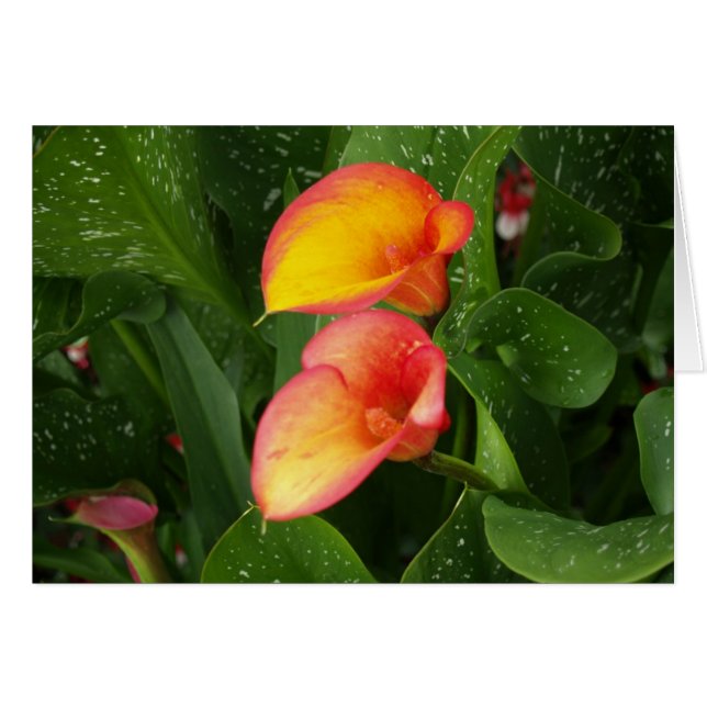 Flamme Calla. (Devant horizontal)