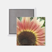 Flamme de tournesol ~ aimant (Recto/Verso)