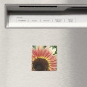 Flamme de tournesol ~ aimant (In Situ (Lave-vaisselle))