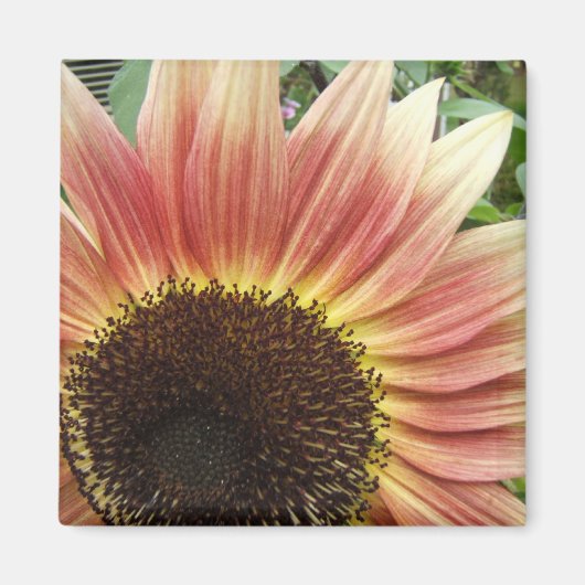 Flamme de tournesol ~ aimant (Devant)