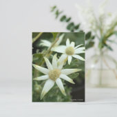 Flanelbloem [Briefkaart] Briefkaart (Staand voorkant)