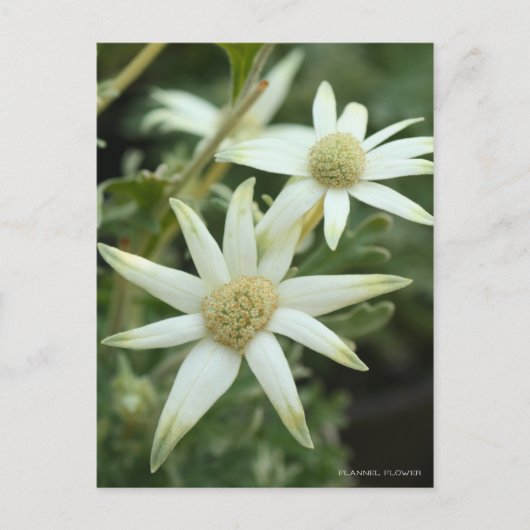 Flanelbloem [Briefkaart] Briefkaart (Voorkant)