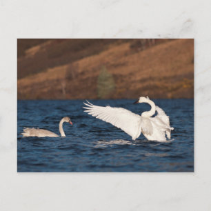 Flapping Swan Briefkaart