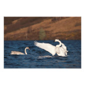 Flapping Swan Foto Afdruk (Voorkant)