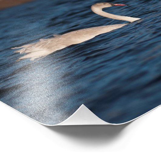 Flapping Swan Foto Afdruk (Hoek)