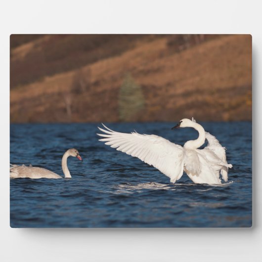 Flapping Swan Fotoplaat (Voorkant)
