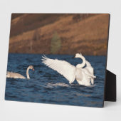 Flapping Swan Fotoplaat (Zijkant)