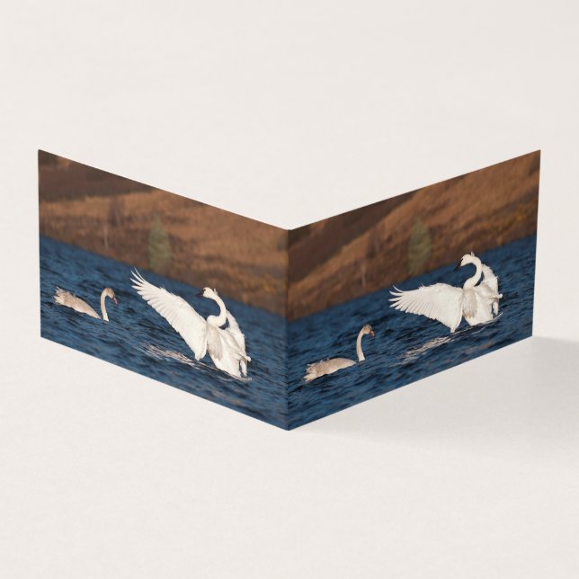 Flapping Swan Kaart (Buitenkant)