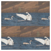 Flapping Swan Stof (Close Up)