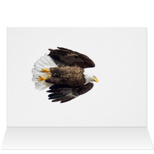 Flash Bald Eagle (Intérieur Horizontal (Haut))