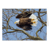 Flash Bald Eagle (Devant horizontal)