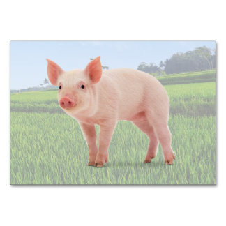 Flashcard pig ABA Tact Labelling | KAART AFBEELDIN