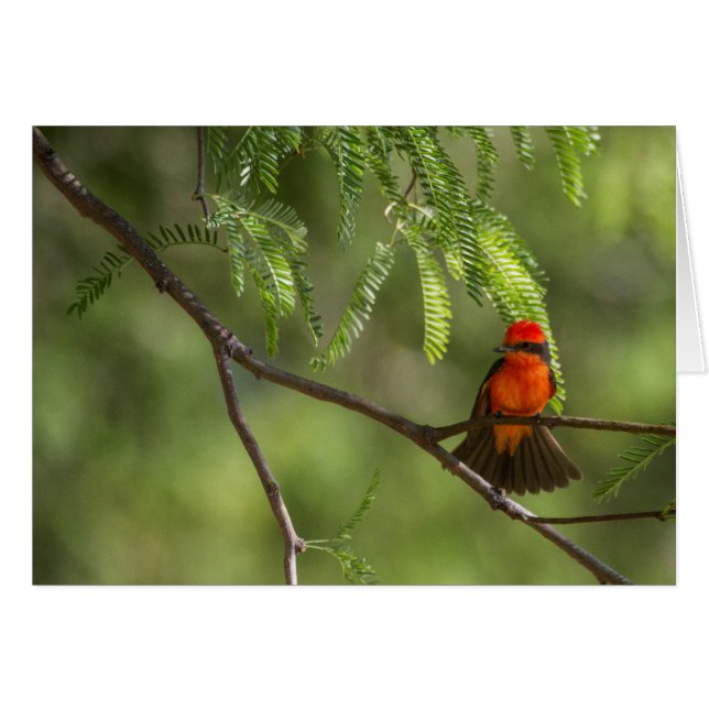 Flashy Homme Vermillion Flycatcher (Devant horizontal)