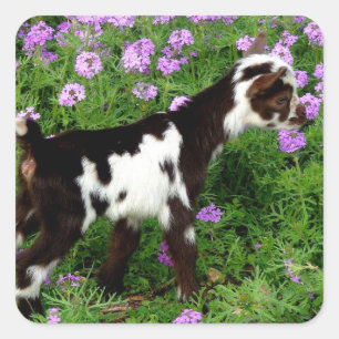 Flashy Nigerian Dwarf Goat Kind in paarse bloemen Vierkante Sticker