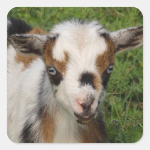 Flashy Tri Color Nigerian Dwarf Goat Kind Vierkante Sticker
