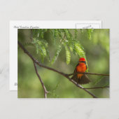 Flashy Vermillion Flycatcher Briefkaart (Voorkant / Achterkant)