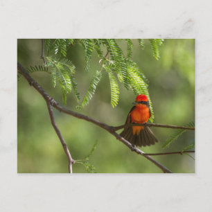 Flashy Vermillion Flycatcher Briefkaart