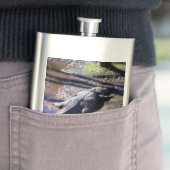 Flasque Alligator de la Floride (En situation)