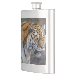 Flasque Amur tiger