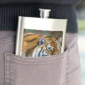 Flasque Amur tiger (En situation)