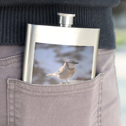 Flasque Blue Jay (En situation)