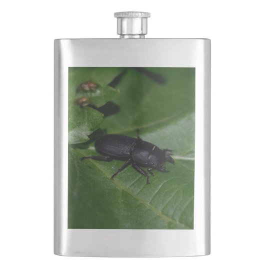 Flasque Dorcus parallelipipedus, le moindre dendroctone du (devant)