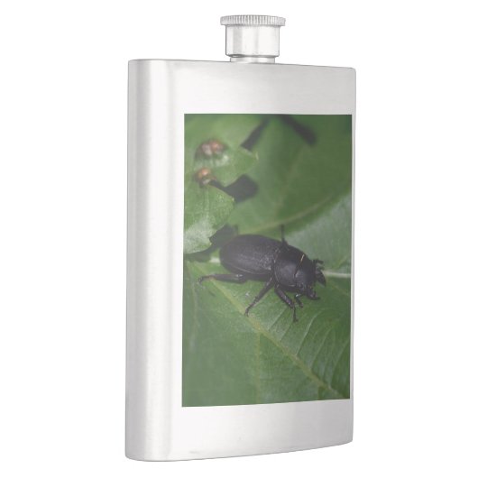 Flasque Dorcus parallelipipedus, le moindre dendroctone du (Droite)