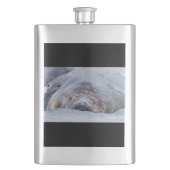 Flasque Phoque d'éléphant dormant (devant)