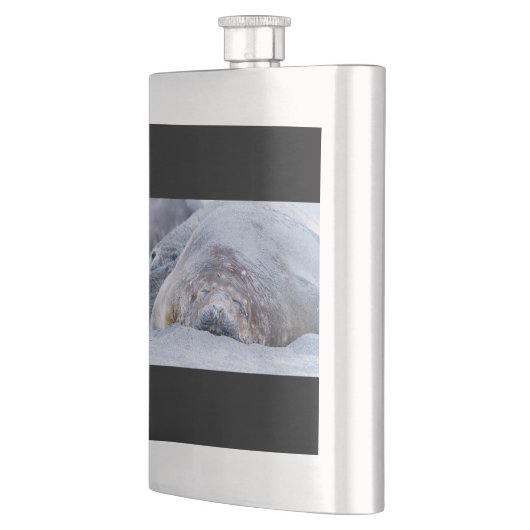 Flasque Phoque d'éléphant dormant (Gauche)