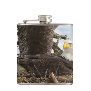 Flasques Aigle nicheur