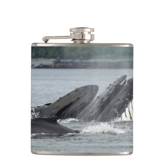 Flasques Alimentation des baleines à bosse (Devant)