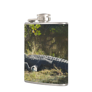 Flasques Alligator américain se reposant le long d'une zone