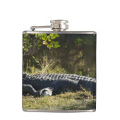 Flasques Alligator américain se reposant le long d'une zone (Devant)