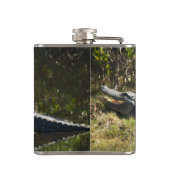 Flasques Alligator américain se reposant le long d'une zone (Dos)
