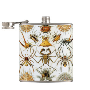 Flasques Araignées ou arachnides vintage par Ernst Haeckel