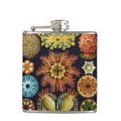 Flasques Ascidiae par Ernst Haeckel, Animaux marins Vintage (Devant)