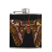 Atlas Moth