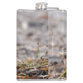 Flasques Beau bécasseau à poils cassés à la plage (Dos)