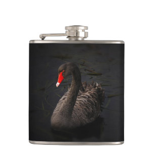Flasques Beau cygne noir avec un bec rouge vif