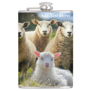 Flasques Bébé agneau mouton troupeau troupeau troupeau