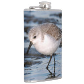 Flasques Belle Bécasseau De Sanderling Marche Les Rives D'H (Droite)