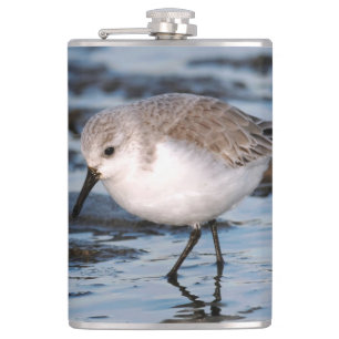 Flasques Belle Bécasseau De Sanderling Marche Les Rives D'H