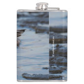 Flasques Belle Bécasseau De Sanderling Marche Les Rives D'H (Dos)